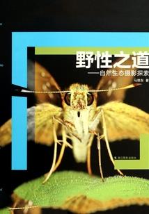 神圣魔法师